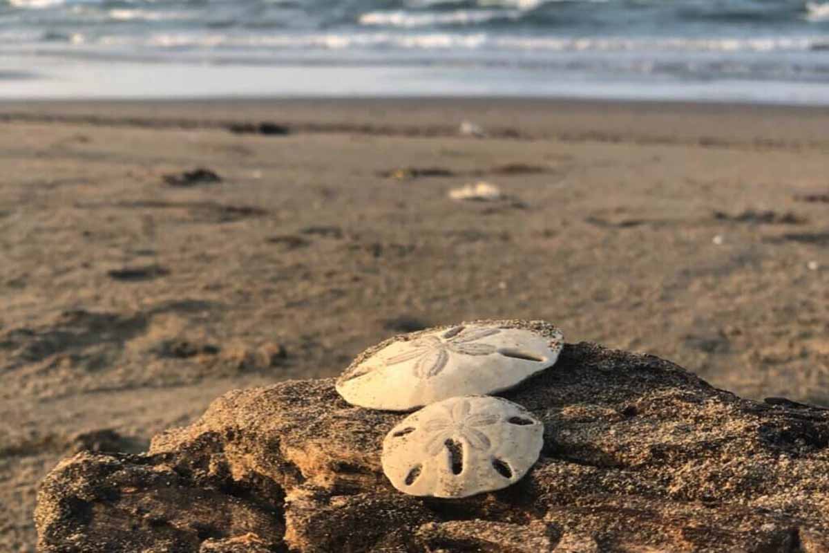 Handcrafted sand dollars in Florida