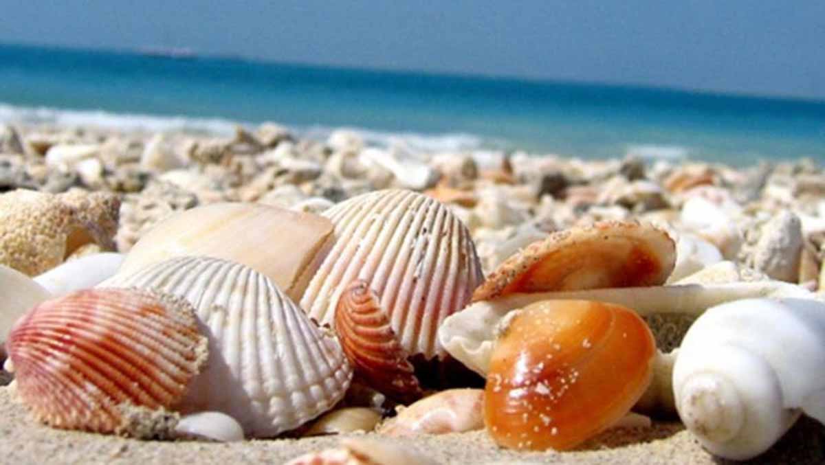 Seashells from Sanibel