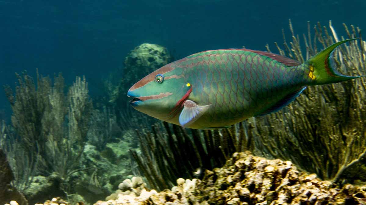 The Future of Coral Habitats and Sustainable Fishing