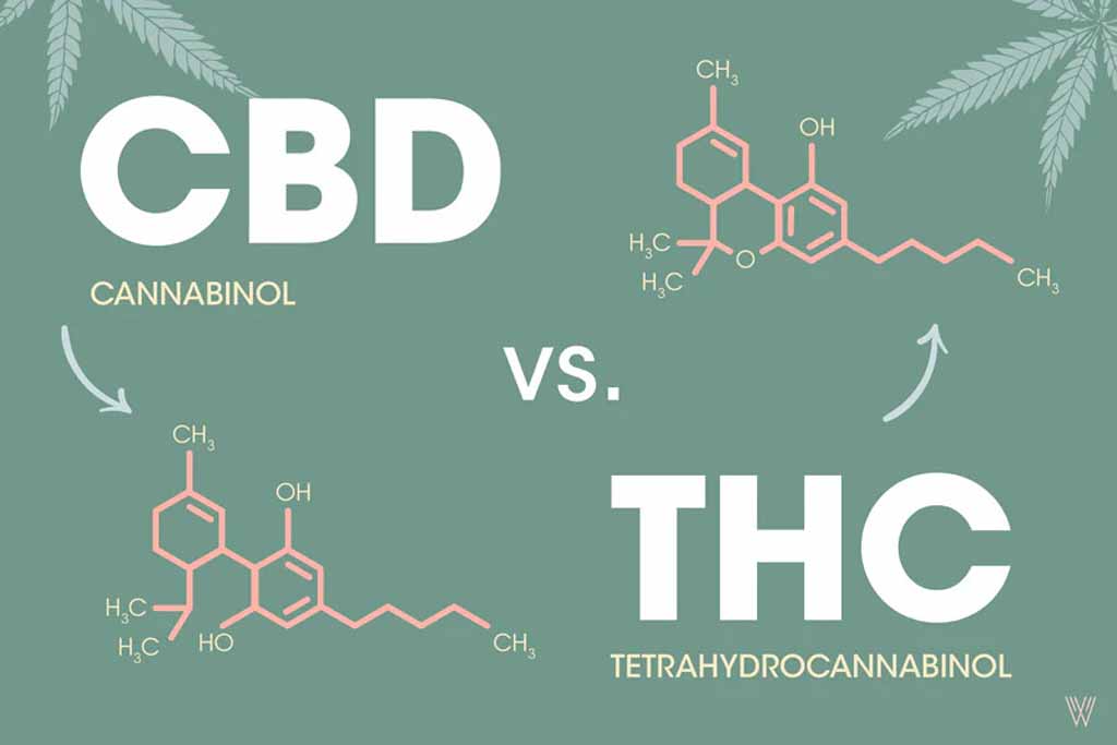 CBD vs THC