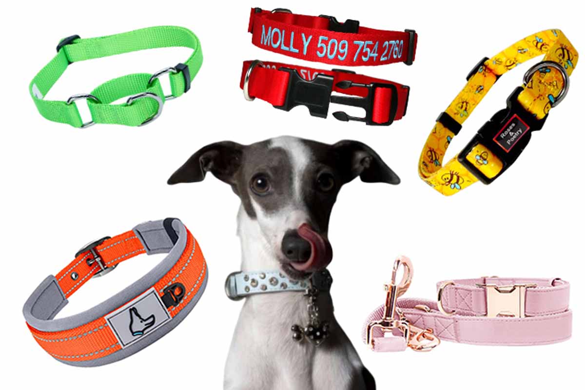 best-collars-for-dogs