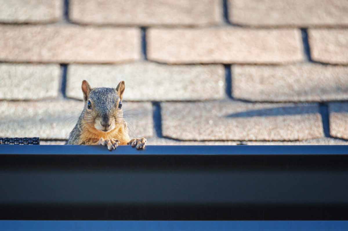 Squirrel Removal During Roof Repair