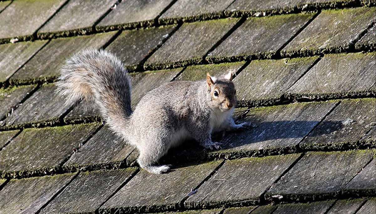 Squirrel Removal During Roof Repairing