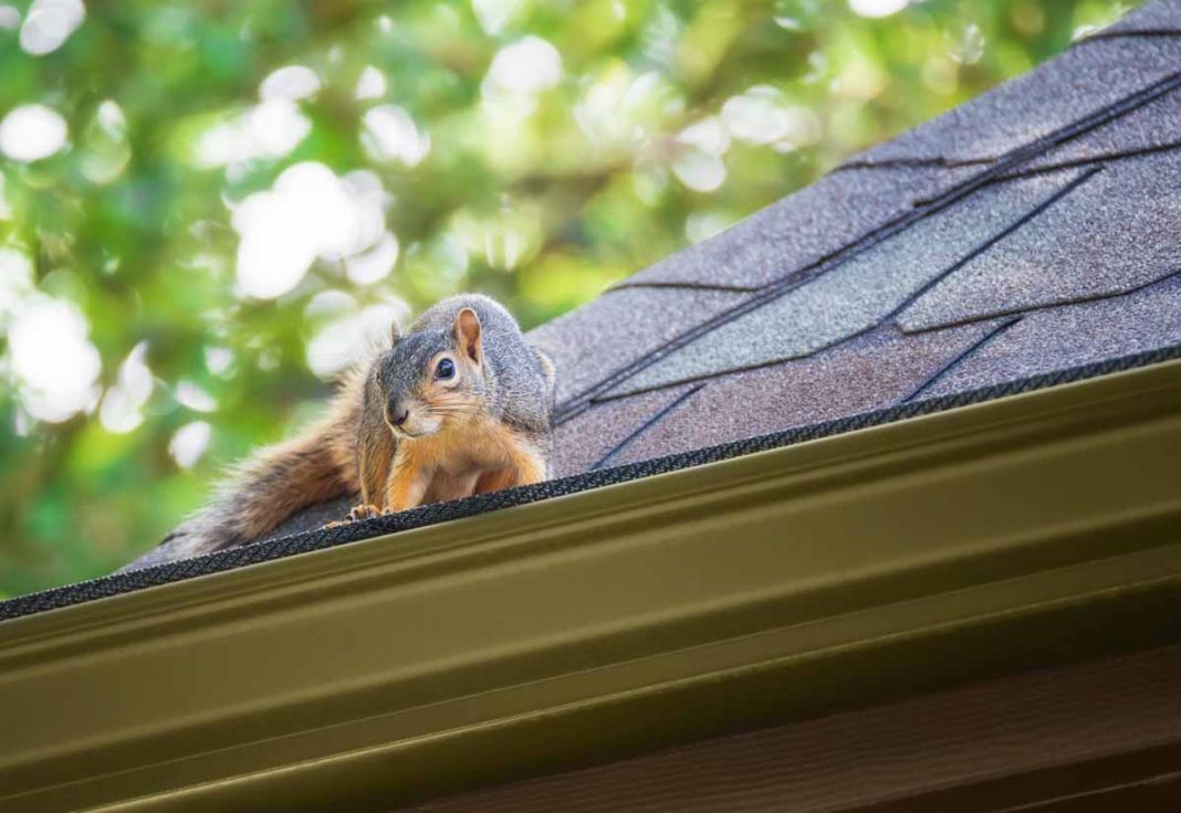 Squirrel Removal During Roof Repairs