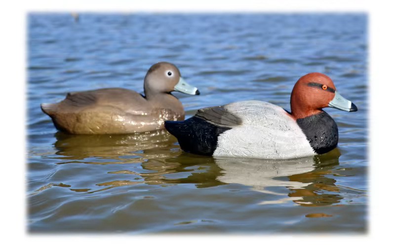 Duck Decoys