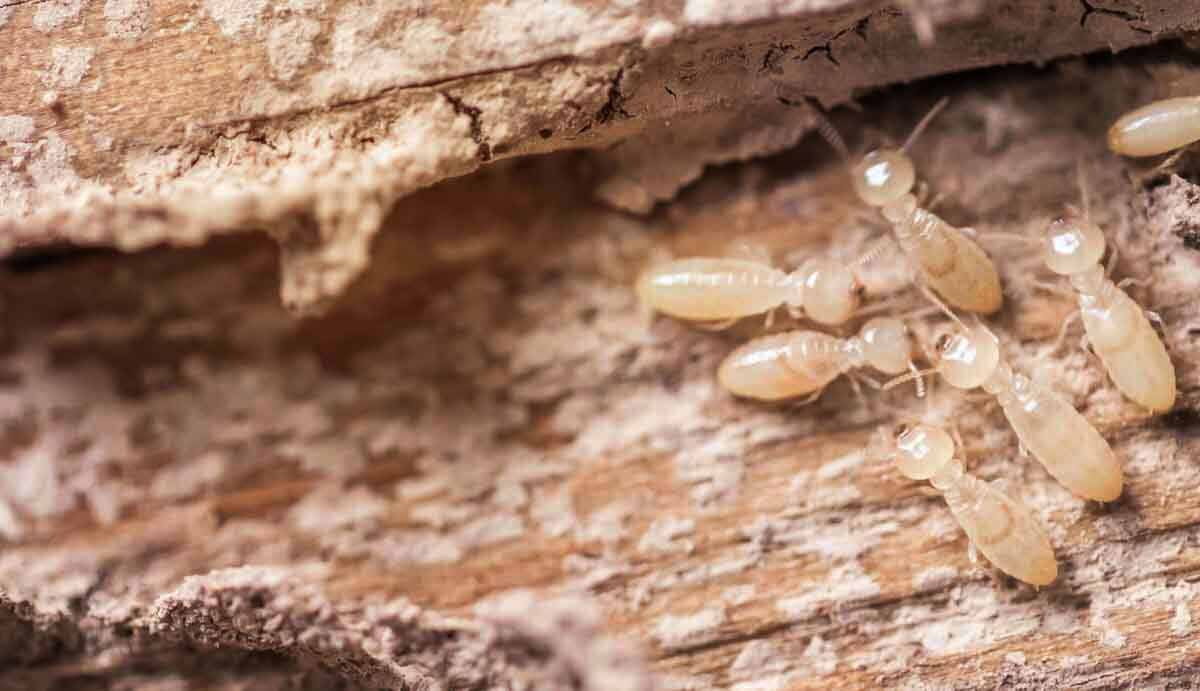 termite