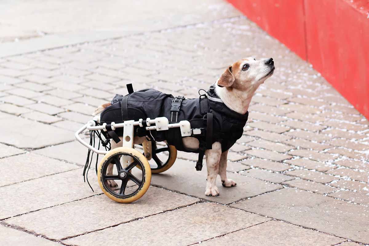 Veterinary Treatment Access for Older or Disabled Pets